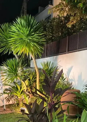 Starburst 80W Wide-angle Programmable Landscape Spike Light (Latest Upgrade)